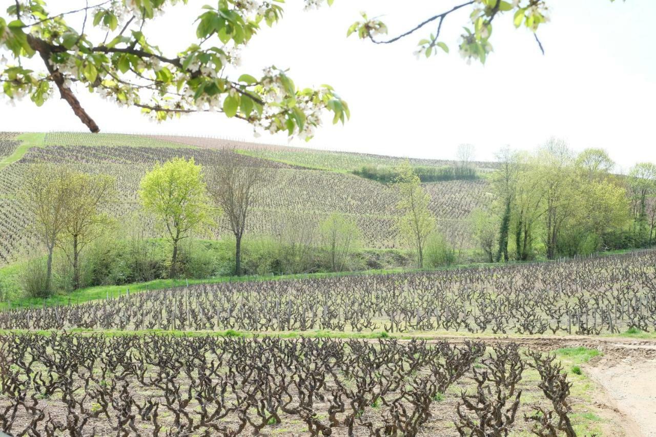 La Maison Des Vignes Charentay Bagian luar foto